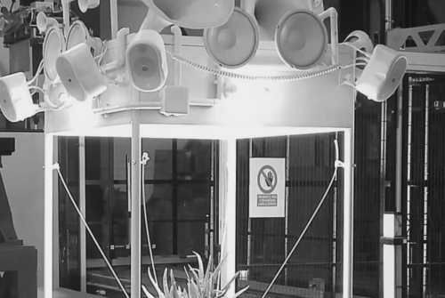 Plantas cantoras (1)